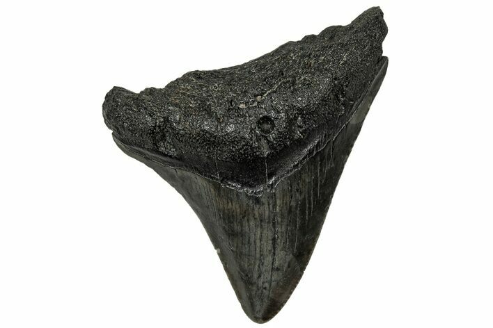 Serrated, Posterior Juvenile Megalodon Tooth - South Carolina #313793